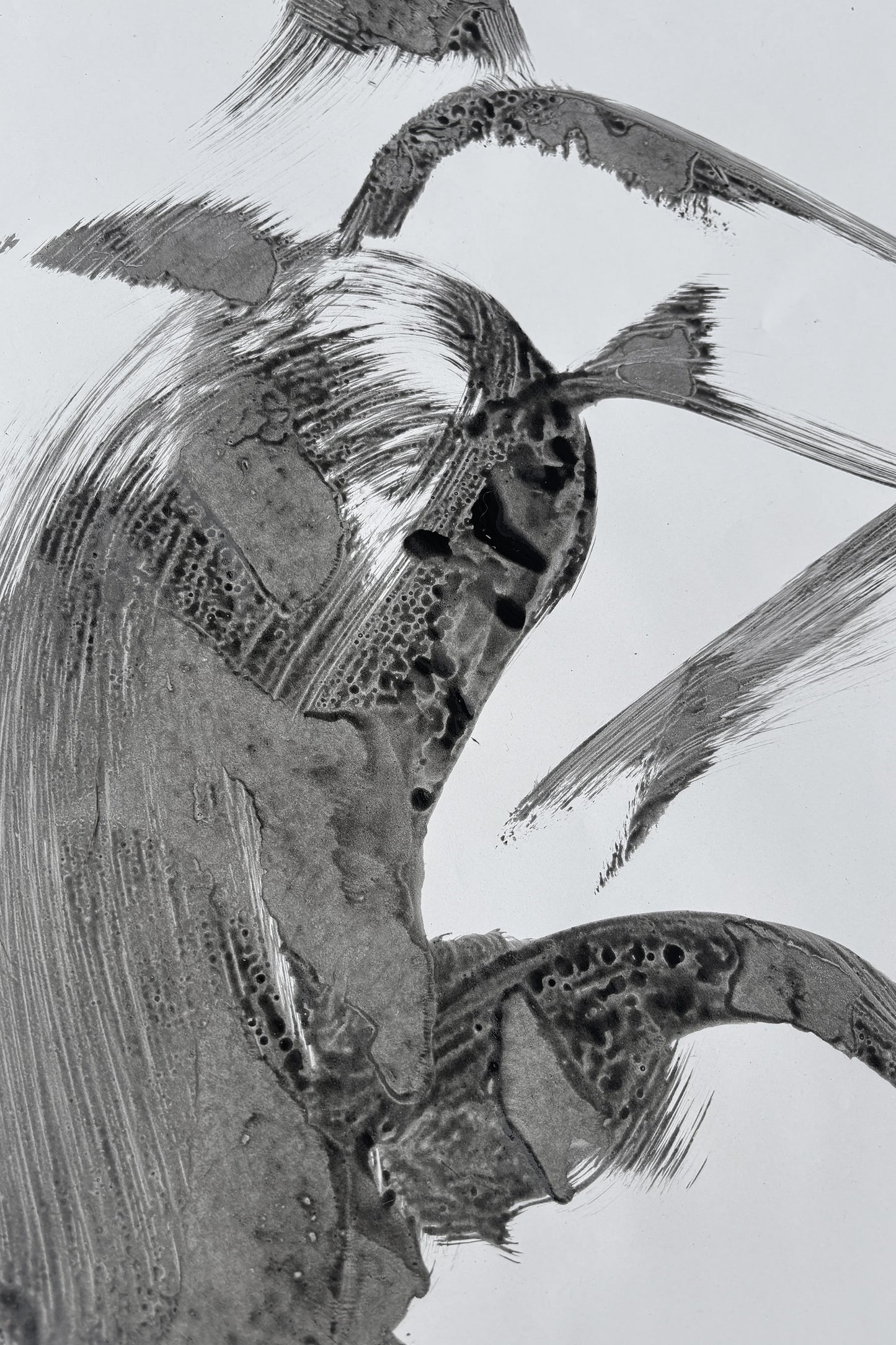 Rhapsody in Black series